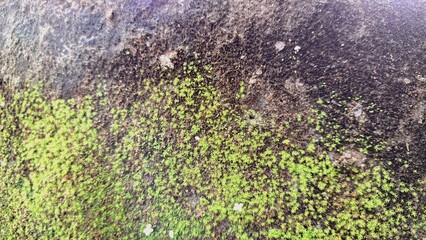 Benefits of Wild Moss in Nature – Natural Moisture Retainer, Air Purifier, and Soil Protector...