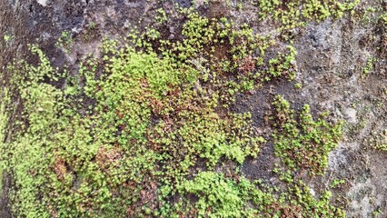 Wild Moss Growing on Humid Wall – Natural Green Carpet that Helps Maintain Humidity, Supports Micro-Ecosystems, and Filters Air, Used in Botanical and Eco-Themed Projects
