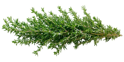Fresh rosemary sprigs on a dark background for culinary and aromatic uses