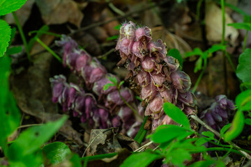 Common Toothwort Lathraea squamaria flourishing among forest foliage in early springtime
