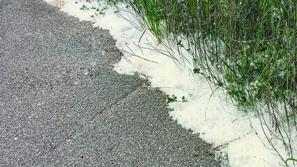 Closeup of cottonwood (Eastern poplar) seed on the sidewalk Allergy season. Pollen Dust.