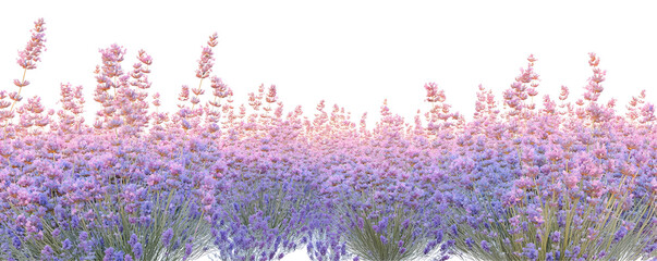 A field of lavender flowers in full bloom against a stark black background