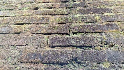 Eco-Friendly Wild Moss Texture on Moist Wall – Organic Plant That Improves Air Quality, Prevents...