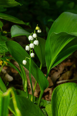 Obraz premium Lily of the valley blooms in a lush woodland environment during spring showcasing clusters of delicate white bells among vibrant green foliage