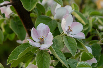 Blooming apple trees in a serene garden during springtime showcasing delicate white and pink flowers