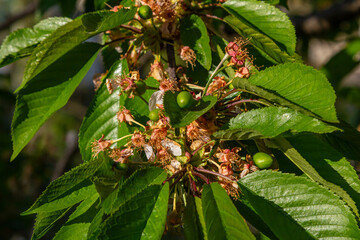 Unripe cherries developing on branches in a lush green tree on a sunny day in the orchard during early spring