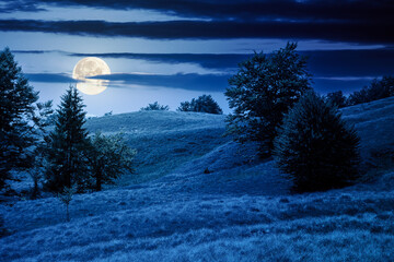 beech forest on the grassy hill at night. alpine scenery with trees in lush leaves. primeval woods in full moon light. dark clouds on the sky