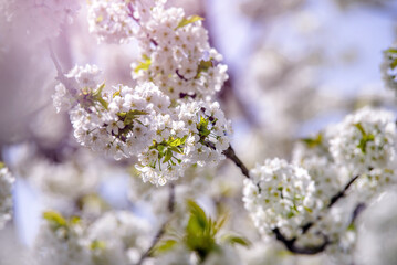 Cherry blossom branch in the garden in spring
