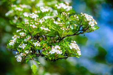 White hawthorn flowers on a green natural background

