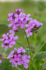 Obraz premium Beautiful blossoms of Hesperis matronalis a fragrant perennial with lilac-pink flowers thrive in a lush garden setting during late spring