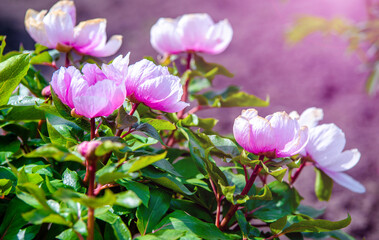 Pink peonies on a green natural background
