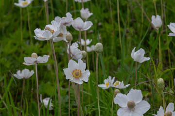 Snowdrop Anemone blooms in a lush green woodland during spring creating a picturesque display of large white petals among vibrant foliage