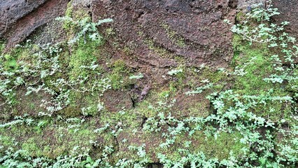 Wild Moss Growth on Wet Stone Wall – High-Resolution Natural Texture of Humid Surface for Environmental Design, Botanical Concepts, Posters, and Organic Eco-Themed Projects