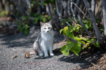 Obraz premium お座りしている可愛い猫 