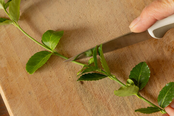 Transplanting cherry laurel bushes into small pots, rooting young cherry laurel plants,