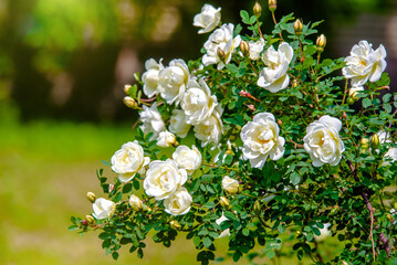 white rose on a green natural background 