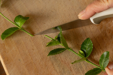 Transplanting cherry laurel bushes into small pots, rooting young cherry laurel plants,