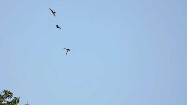 Domestic Pigeons [Columba livia domestica] Flock Flying in Blue Sky &ndash; 240fps Ultra Slow Motion 4K Footage