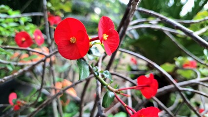Bright red Crown of Thorns flowers (Euphorbia milii) in vibrant bloom, showcasing delicate floral...