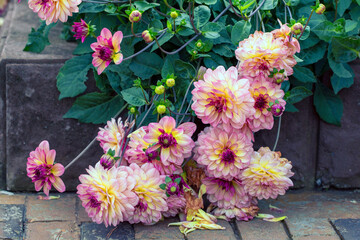 Flower bed with lush dahlias in the garden. Perennial flowers, horticulture, garden design.