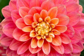 Dahlia flower close up. Flower texture, floral background. Postcard, wallpaper.