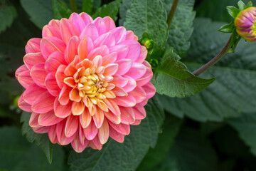 Gorgeous pink dahlias. Gardening, perennial flowers. Floral background. © Marina