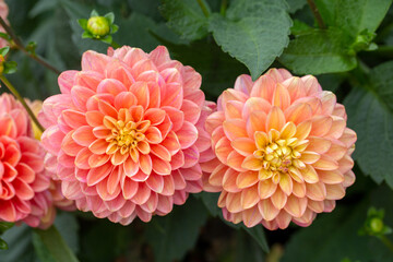 Lush pink dahlia in a flower bed in the garden. Perennial flowers. Beauty of nature.