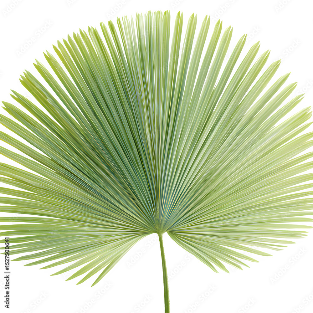 Poster a single light green palm leaf with radial pattern against a transparent background showing its text
