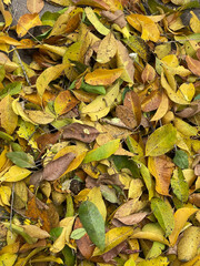 autumn leaves background