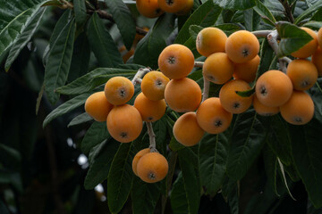 Loquat fruits are growing on trees in a park on the outskirts of Fukuoka, Japan.