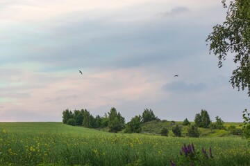 Sunset landscape with trees and clouds
