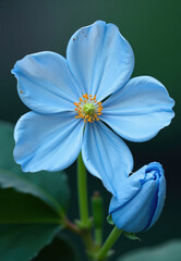 Light Blue Flower with Bud and Stamen
