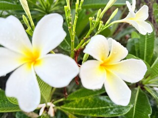White frangipani flowers with a soft, sweet fragrance