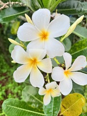 White frangipani flowers with a soft, sweet fragrance