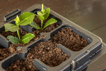 Plastic containers for molde seedlings plants, transplanting plants, plastic pots with soil,