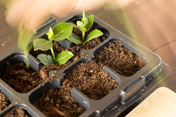 Plastic containers for molde seedlings plants, transplanting plants, plastic pots with soil,