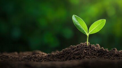 Growth Small green sprout emerging from rich soil, symbolizing new beginnings and natural development