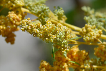 Quinoa flower buds - Latin name - Chenopodium quinoa