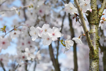 Flowering cherry branches with flowers - Latin name - Prunus The Bride