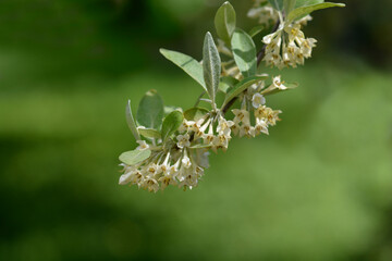 Autumn olive