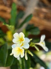 Vietnam, white plumeria growing on a tree, delicate flowers in Asia, very beautiful shades of white and lemon colors. Favorite flower for a delicate girl, bouquet for wife