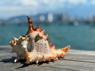 Beautiful seashell in the background of the ocean. Background blurred, desktop wallpaper, sea life, sea creatures. Seashell as interior decoration.
