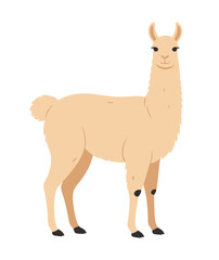 Obraz premium Lama ilustracja