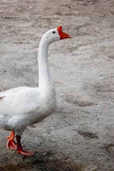 Majestic white goose standing on gray ground with bright orange beak