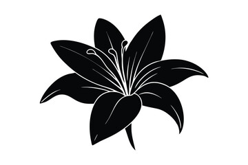 Lily flower botanical drawing with detailed natural petal line art vector art illustration