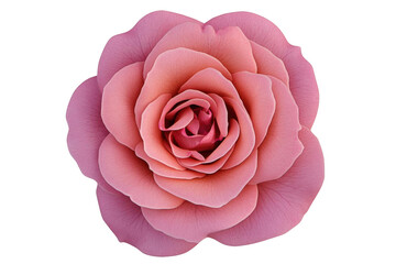 Fototapeta premium Pink Rose Flower Bloom Showing Beautiful Petals In Black Background