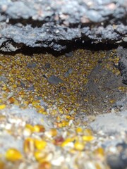 lichen on rock