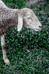 Peaceful sheep grazing on lush green grass in pasture