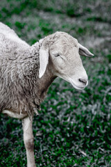 Peaceful sheep grazing on green pasture
