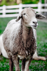Close-up of sheep in pasture with green background